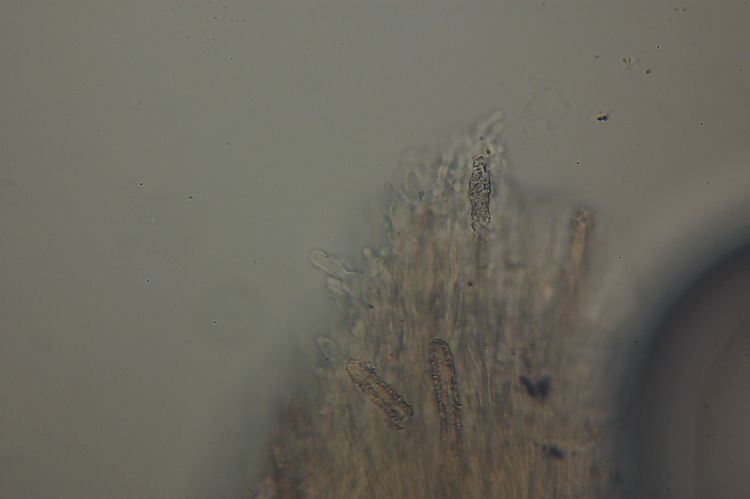 Una specie di Phlebia? (Steccherinum ochraceum)